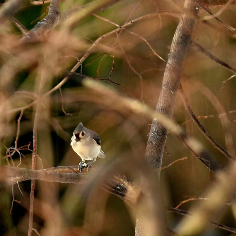 2016 - Tufted titmouse original photograph. 